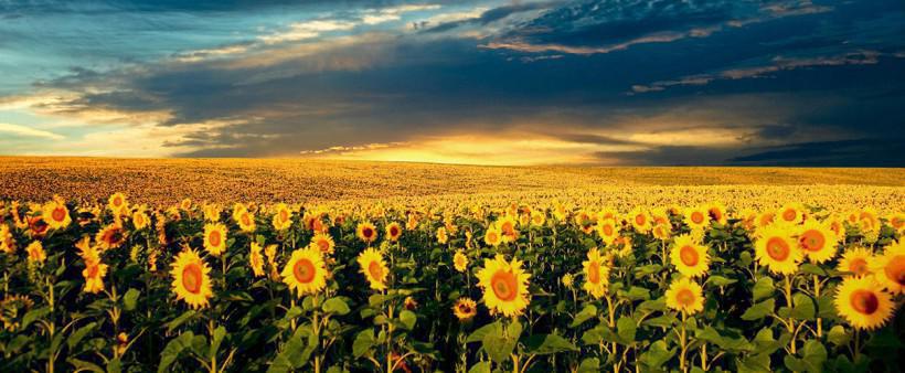 sunflower_field_2-500