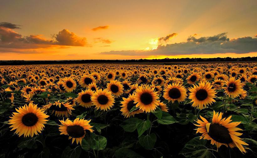 sunflowerfield2